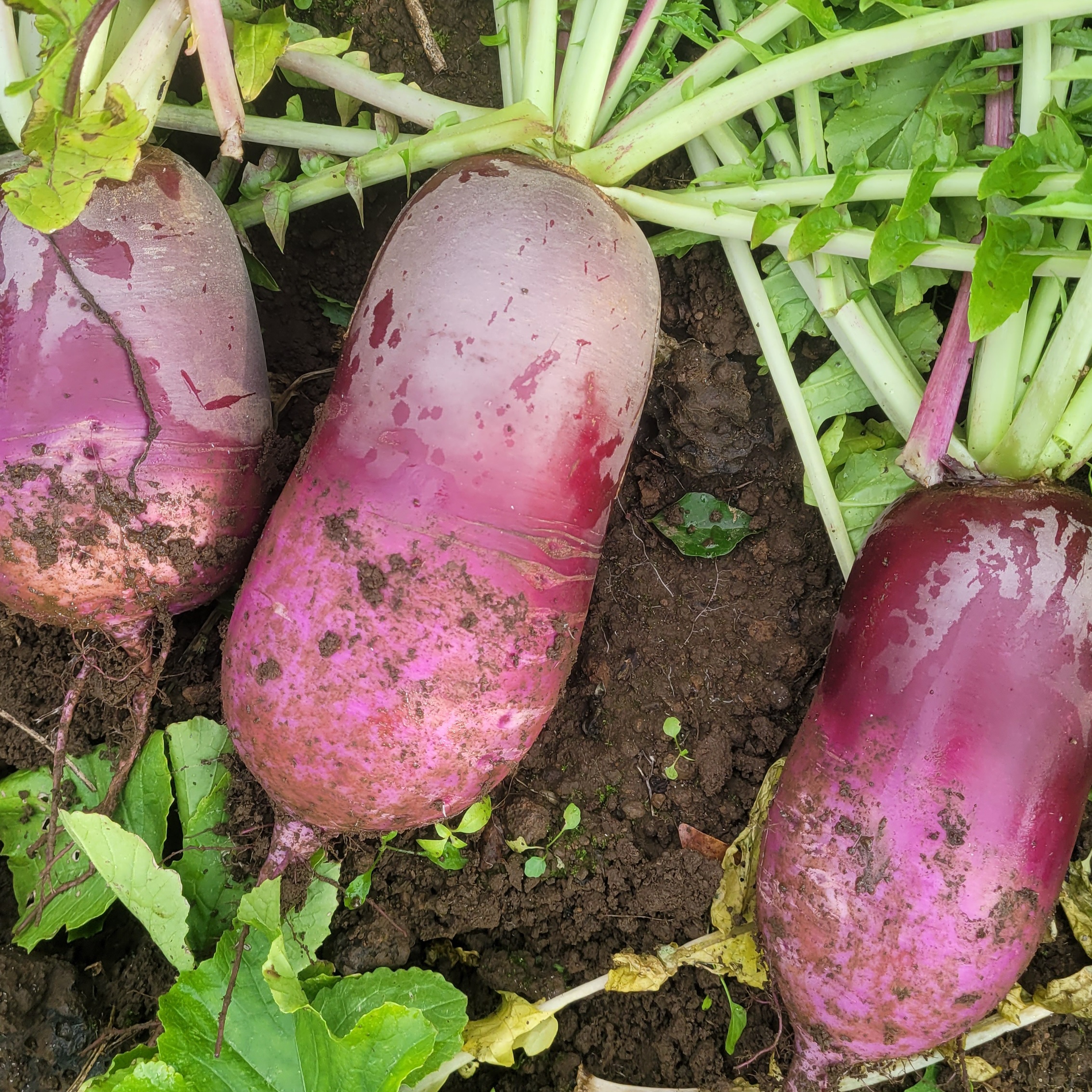 제주 자색무 3kg - 상세 이미지 2