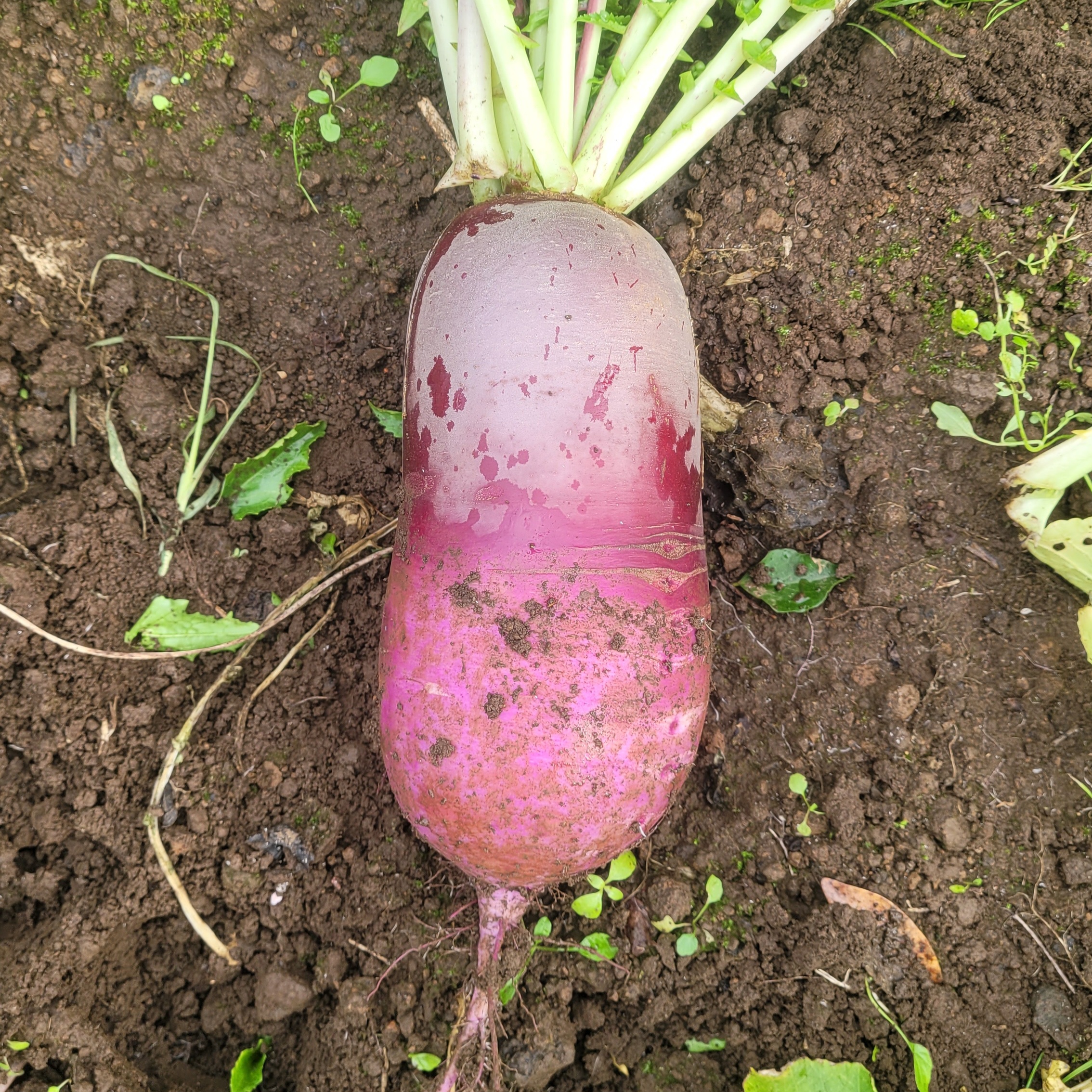 제주 자색무 3kg 이미지 7
