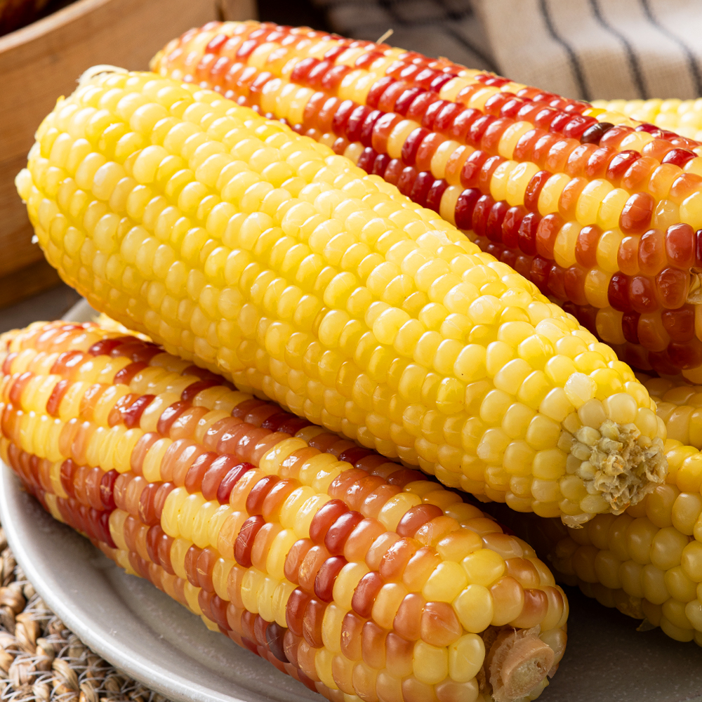 쪄서가는 냉동 찰옥수수 홍찰 백찰 옥수수 10개
