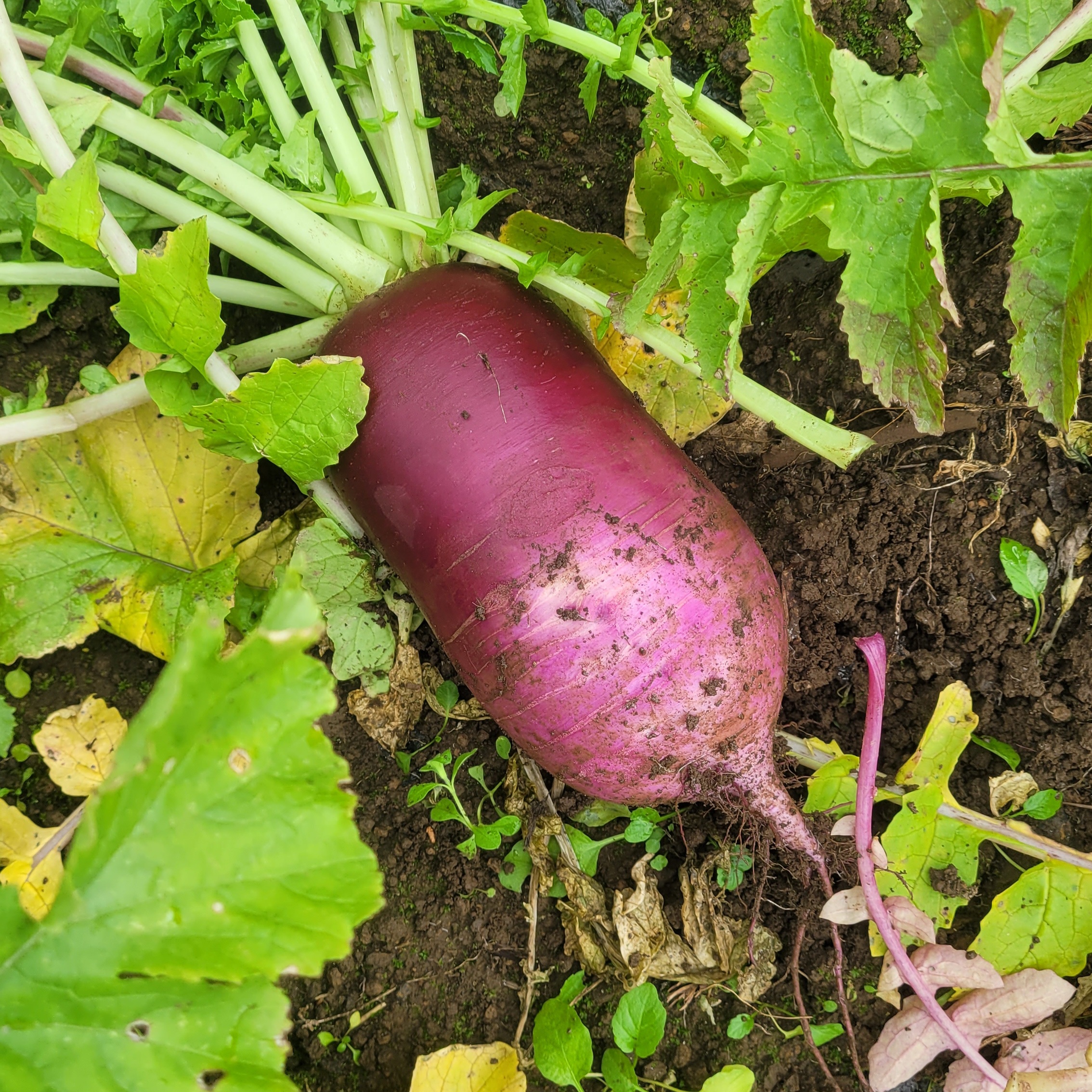제주 자색무 3kg - 상품 이미지