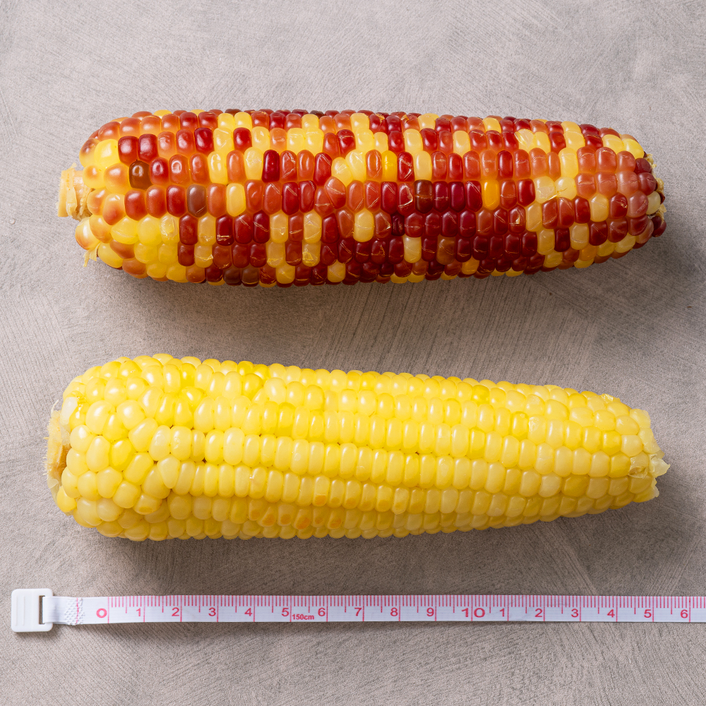 쪄서가는 냉동 찰옥수수 홍찰 백찰 옥수수 10개
