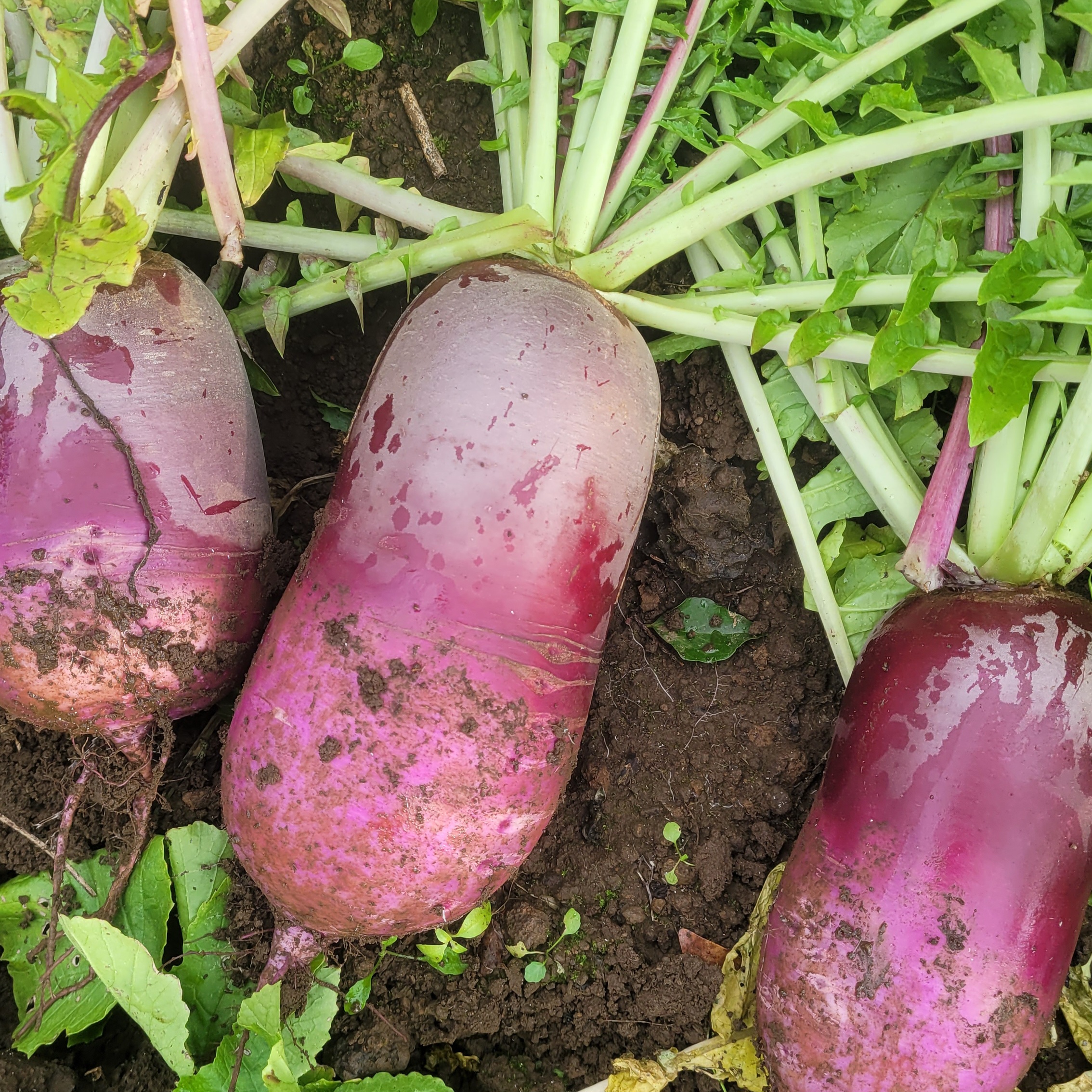 제주 자색무 3kg 이미지 8