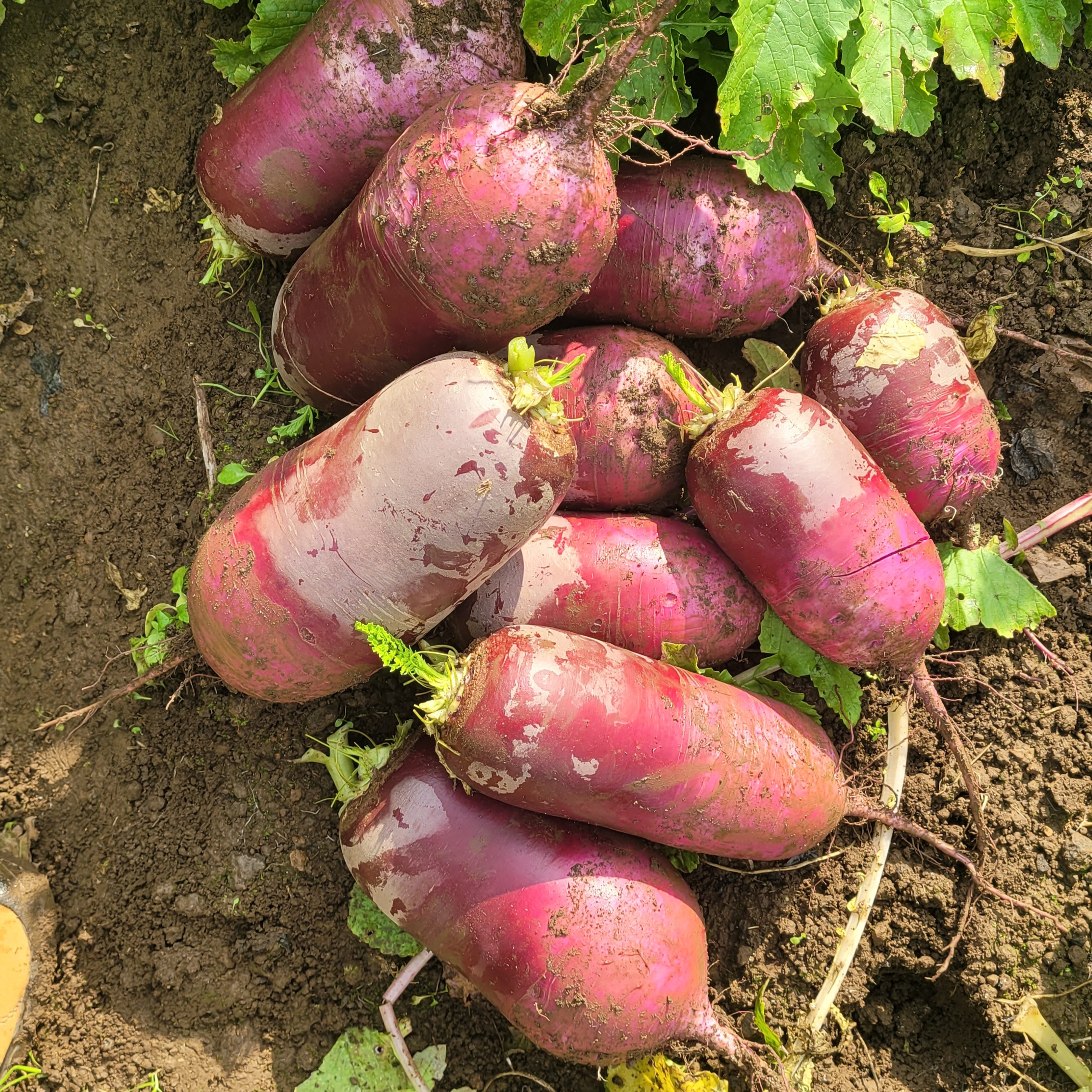제주 자색무 3kg - 상세 이미지 5
