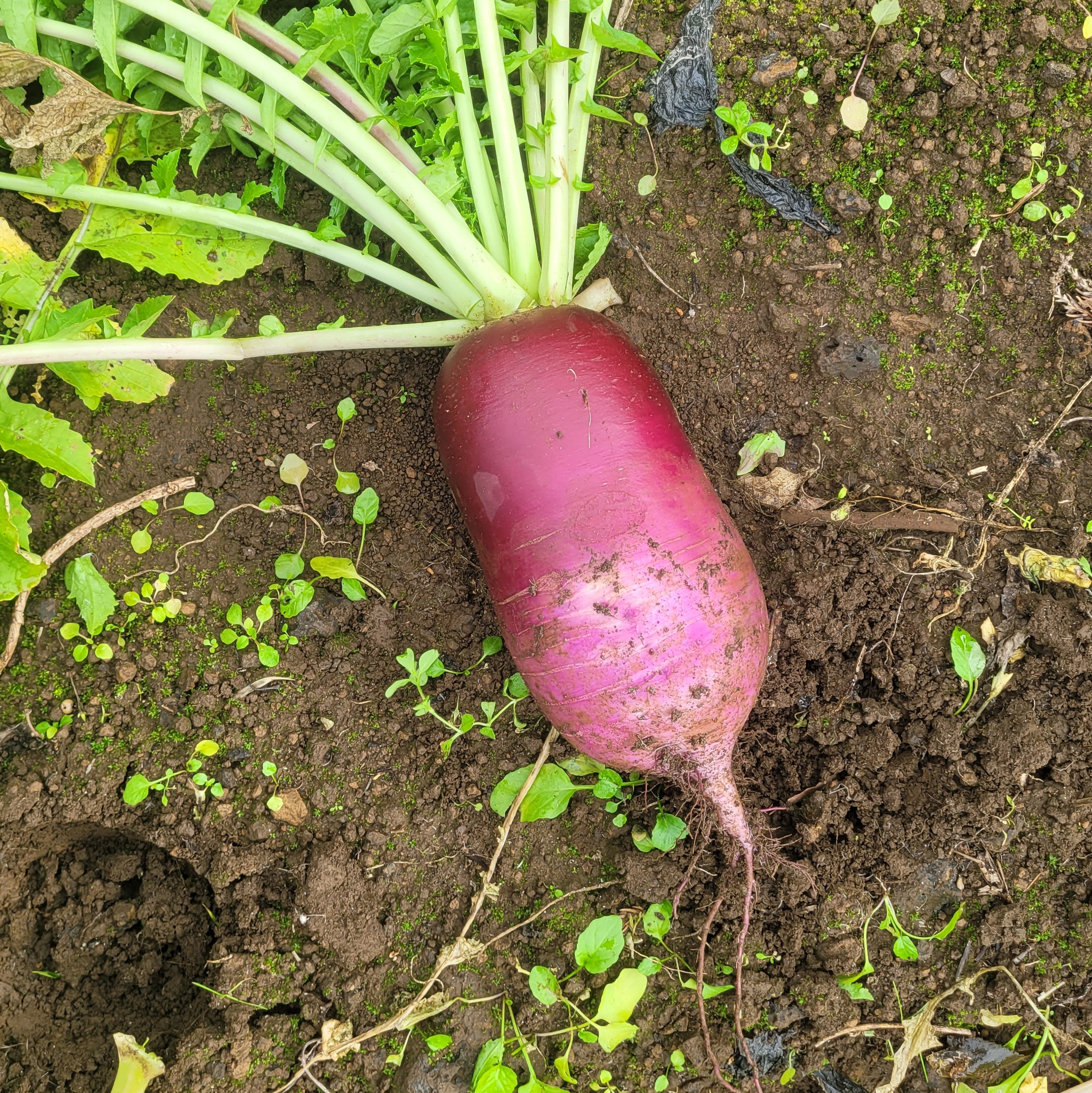 제주 자색무 3kg 이미지 6