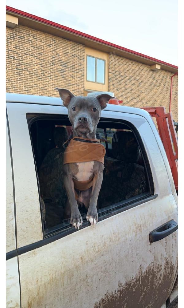 칼하트 강아지 옷 방수 코트 패딩 Carhartt 장마 우비 고양이 바람막이 헌터 오렌지/브라스 S - 상세 이미지 4