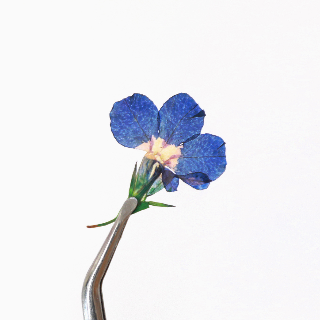 체크스토리 압화 레진아트 누름꽃 압화공예재료 로베리아 다홍 - 상세 이미지 5