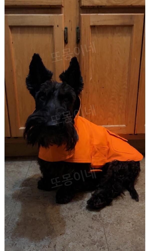 칼하트 강아지 옷 방수 코트 패딩 Carhartt 장마 우비 고양이 바람막이 헌터 오렌지/브라스 S - 상세 이미지 5