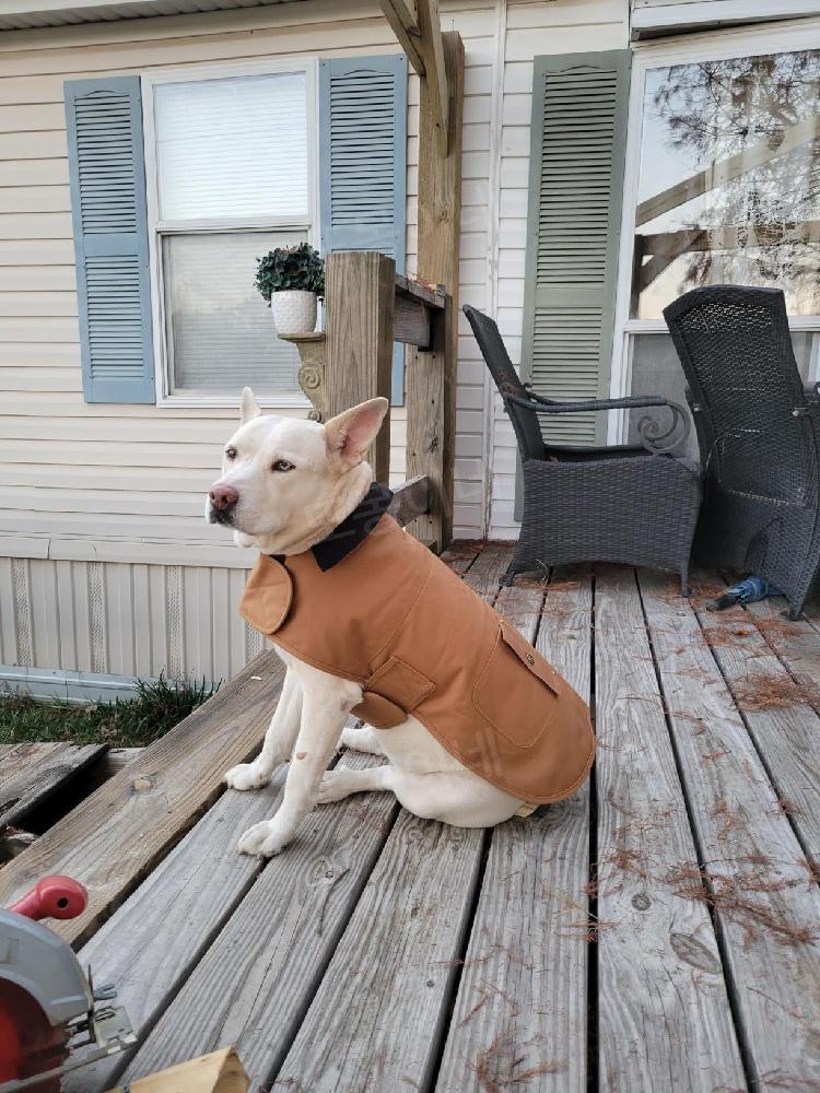 칼하트 강아지 옷 방수 코트 패딩 Carhartt 장마 우비 고양이 바람막이 헌터 오렌지/브라스 S - 상세 이미지 3