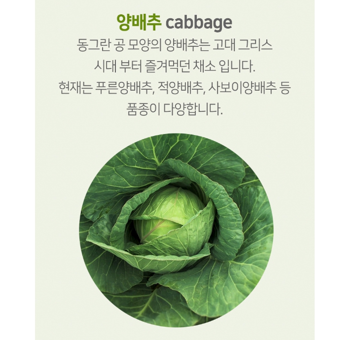 대웅제약 양배추환 효능 효과 국산 캐비지 MMSC - 상세 이미지 3