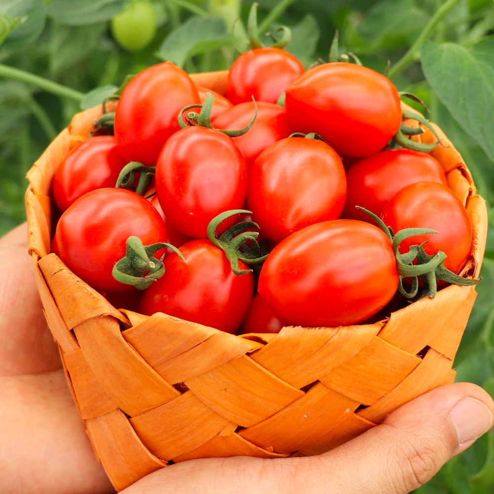 대추방울토마토 로얄과 5kg, 10kg 당일수확 산지직송 토마토