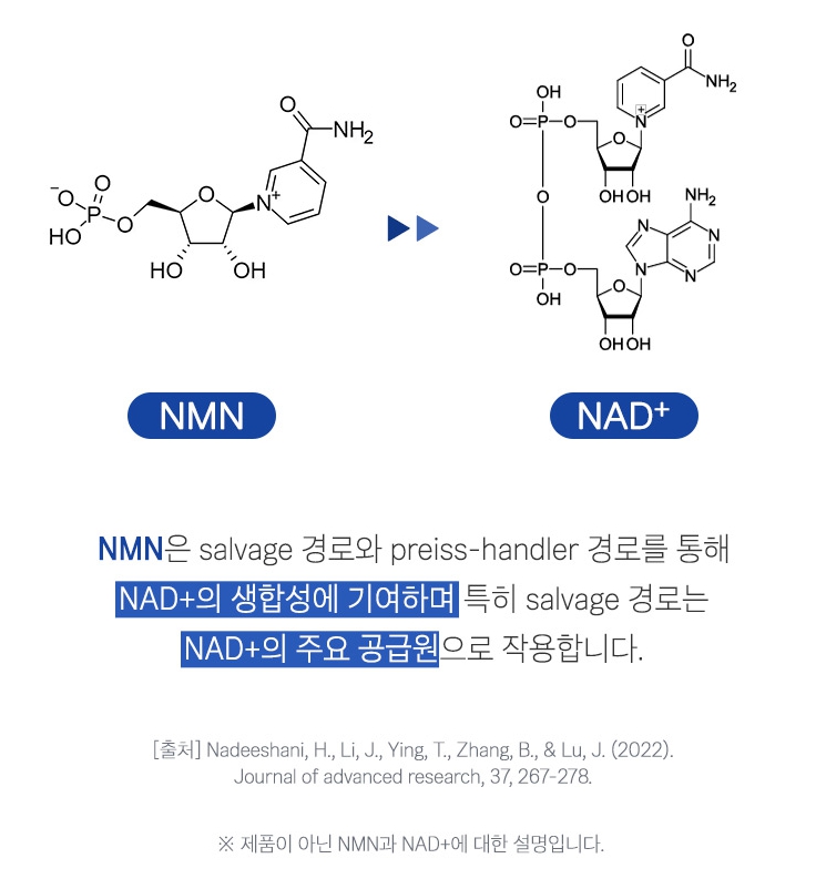1+1 브로콜리 nmn 추출물 식물성 NMN영양제 NAD 베타인 - 상세 이미지 4
