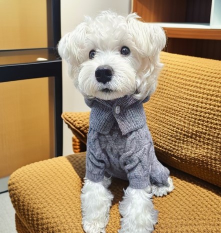 강아지 니트 올인원 산책용 스웨터 애견옷 바라클라바 - 상세 이미지 2