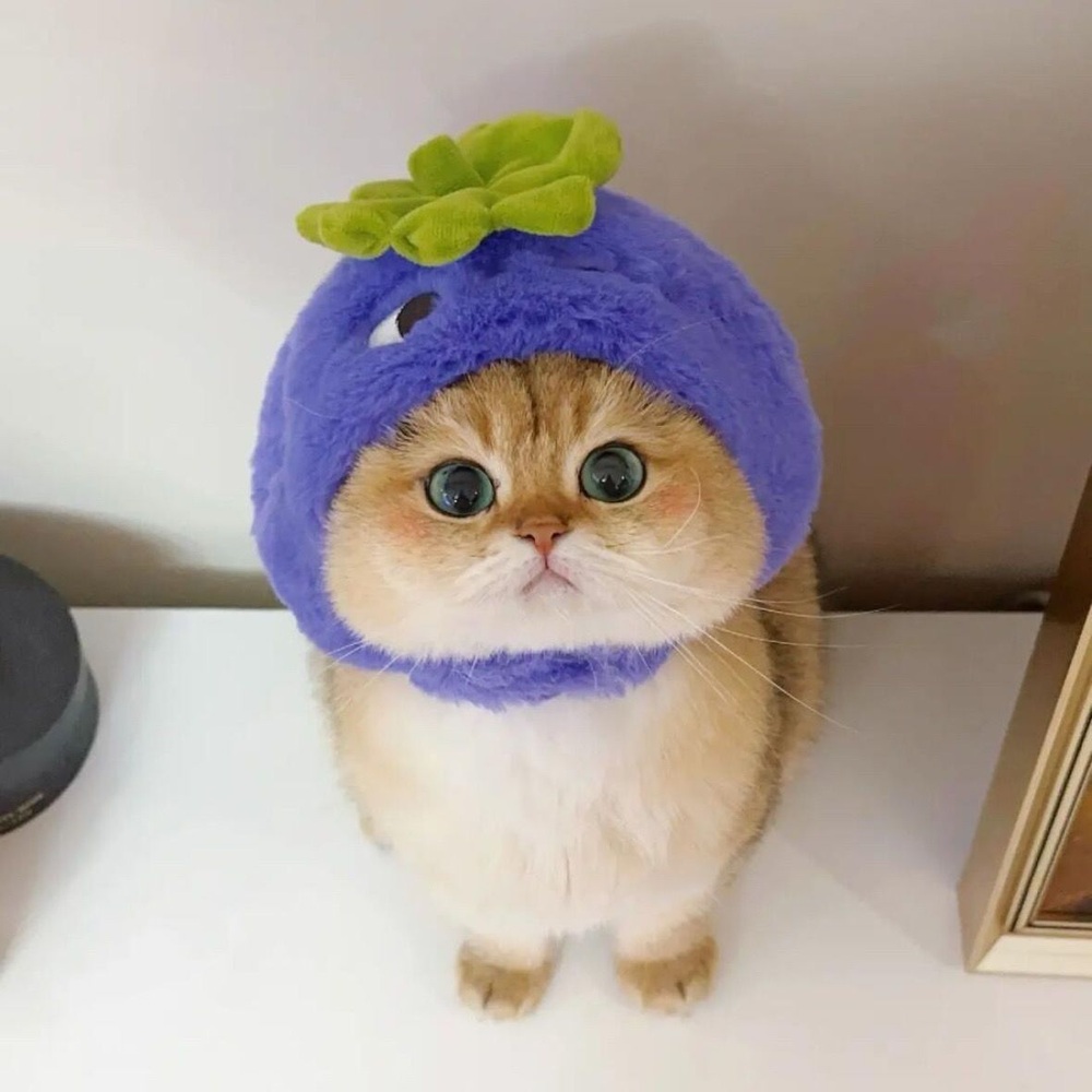 너무 귀여운 고양이 모자 코스프레 모자 - 상세 이미지 2