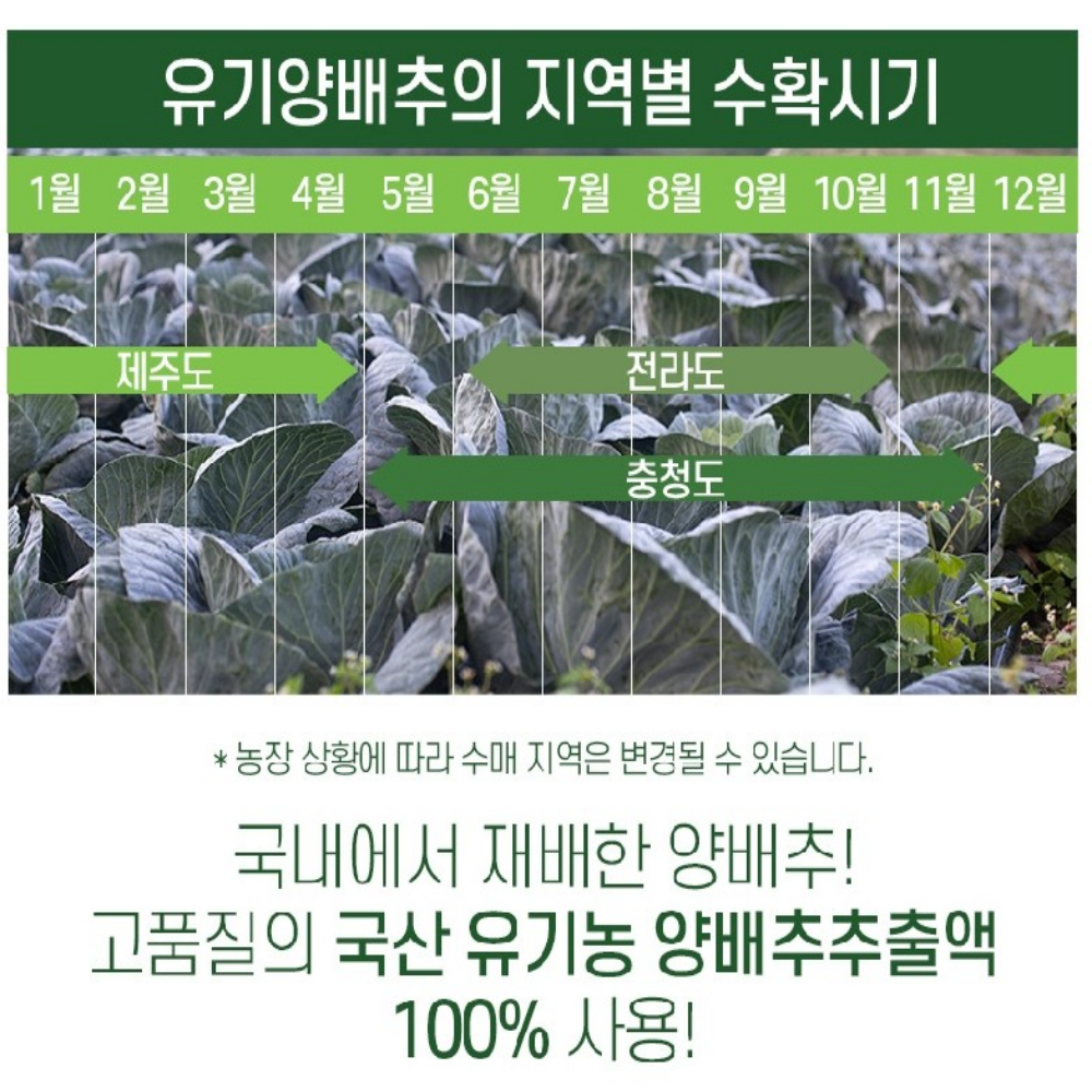 국내산 유기농 양배추 추출액 100% 무안 양배추즙 박대표마켓 이미지 6