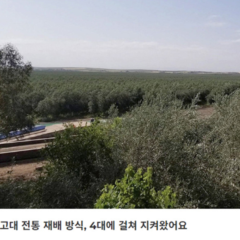 공복올리브오일 마시는 저온 냉 압착 퓨어 엑스트라버진 올리브 유 오일 - 상세 이미지 4