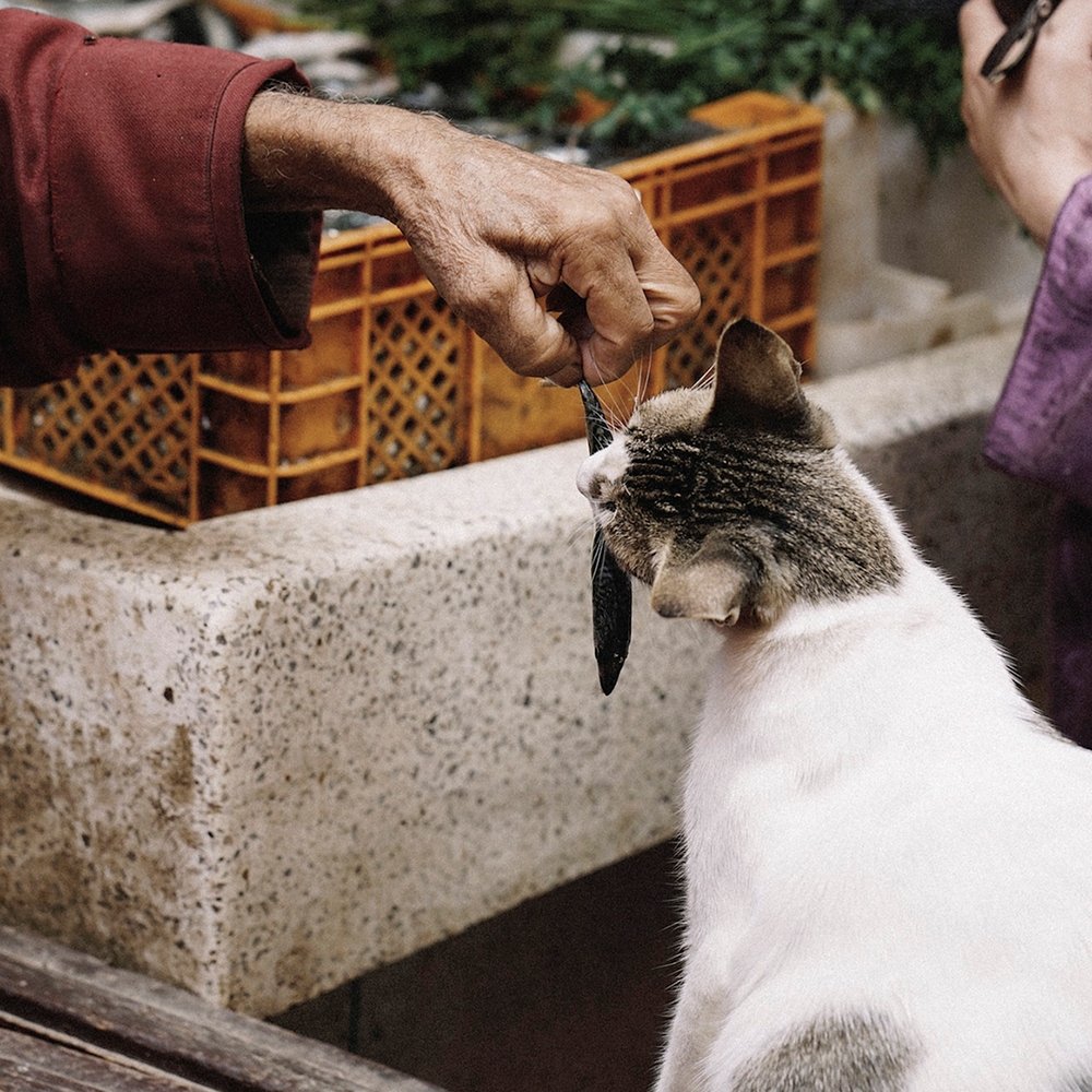 동해형씨 레토르트 원물건조 연어 28g 외 9종 국산 고급 보양식