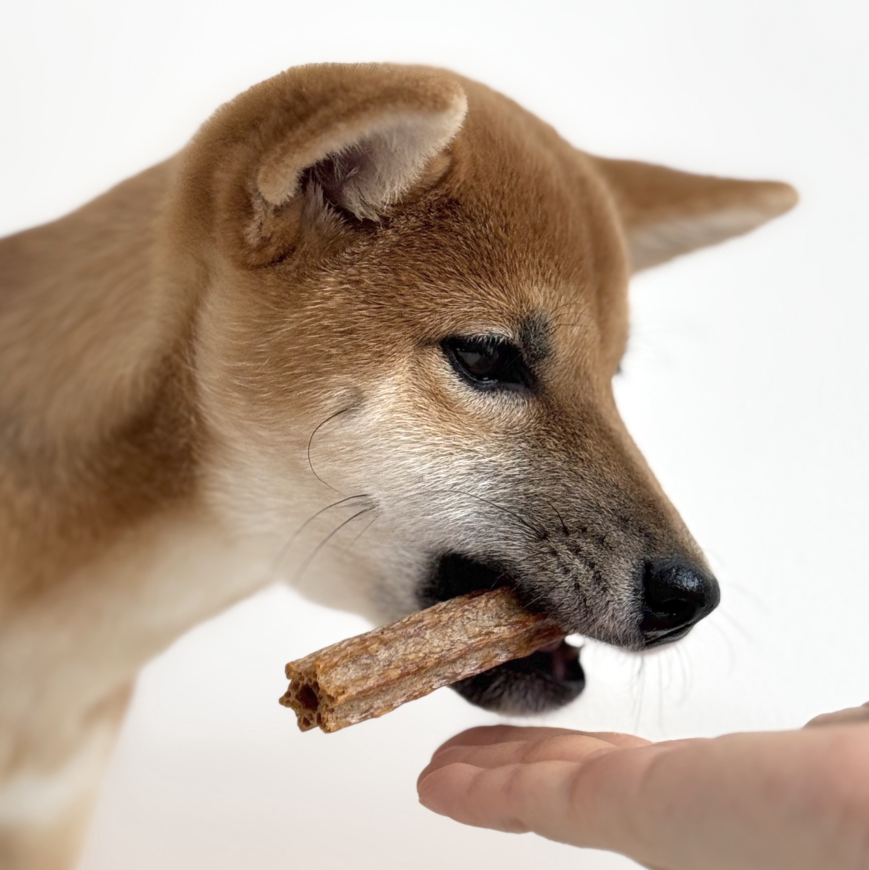 프로폴리스 강아지 구강 덴탈껌 치석제거 무보존료 비건 감자밭 치카롤 감자, 120g, 1개