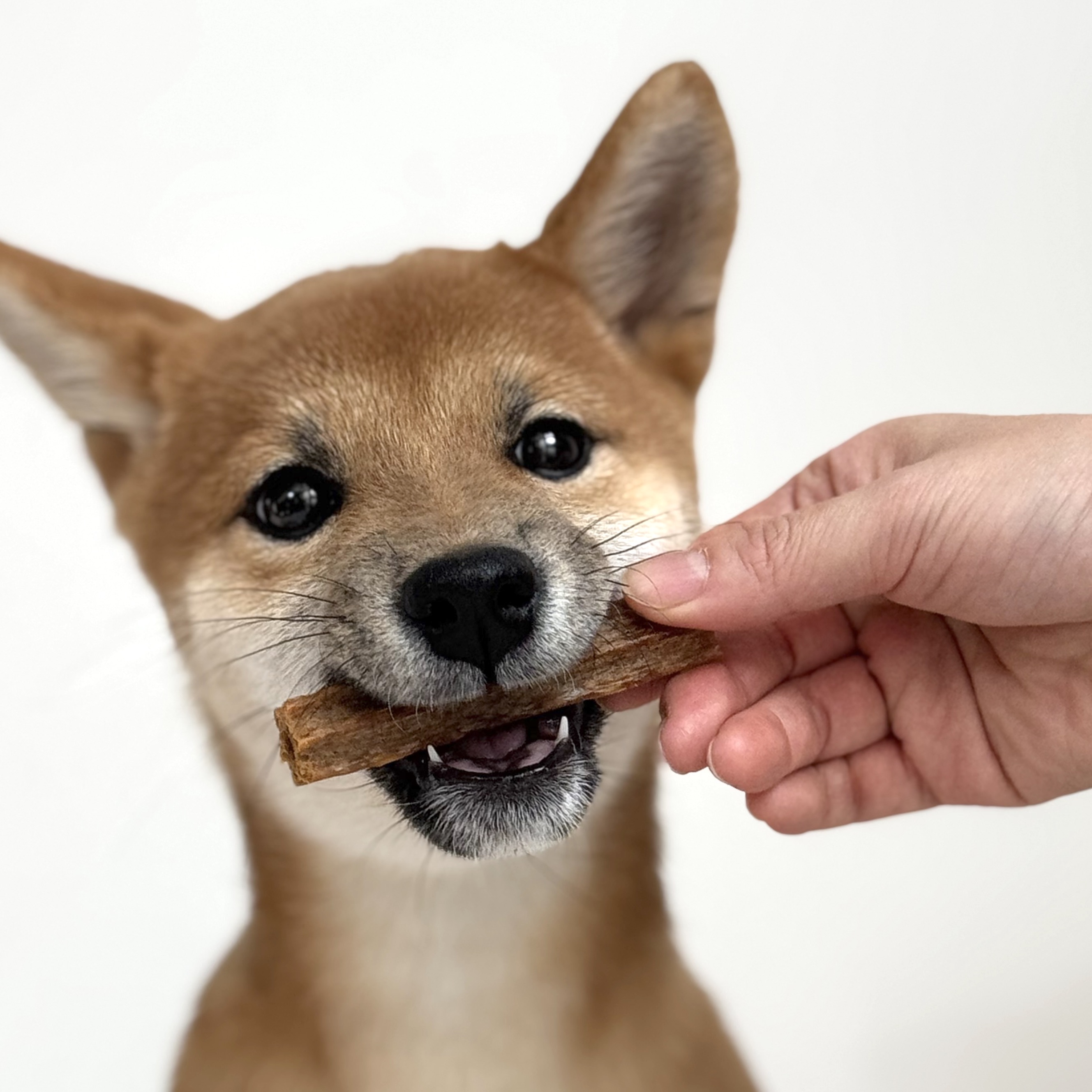 프로폴리스 강아지 구강 덴탈껌 치석제거 무보존료 비건 감자밭 치카롤 감자, 120g, 1개