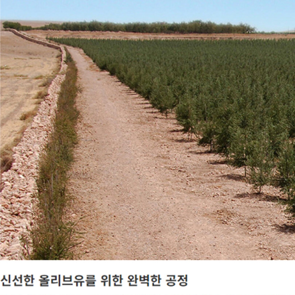 공복올리브오일 마시는 저온 냉 압착 퓨어 엑스트라버진 올리브 유 오일 이미지 6
