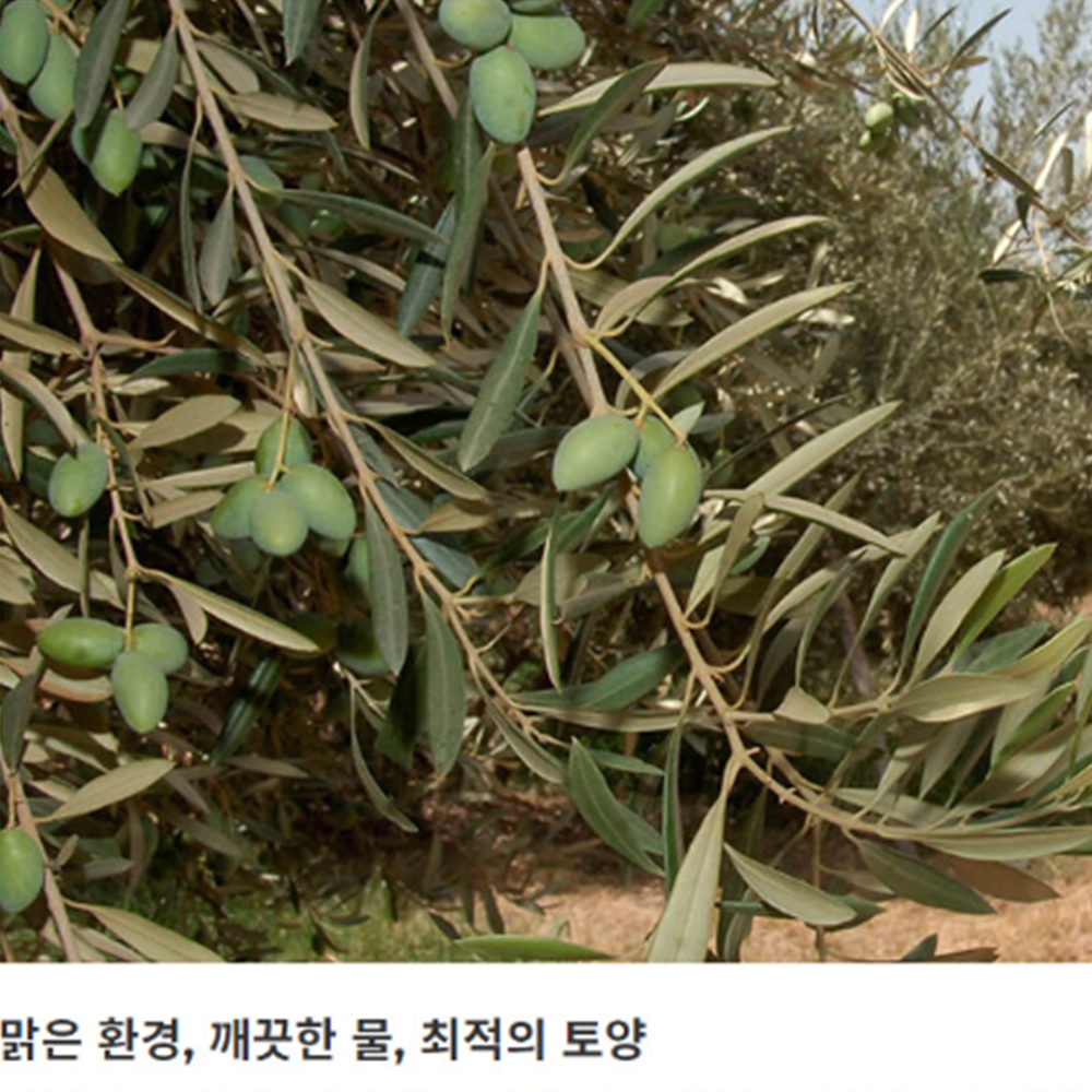 공복올리브오일 마시는 저온 냉 압착 퓨어 엑스트라버진 올리브 유 오일 - 상세 이미지 5