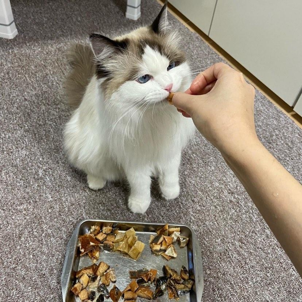 동해형씨 레토르트 원물건조 연어 28g 외 9종 국산 고급 보양식