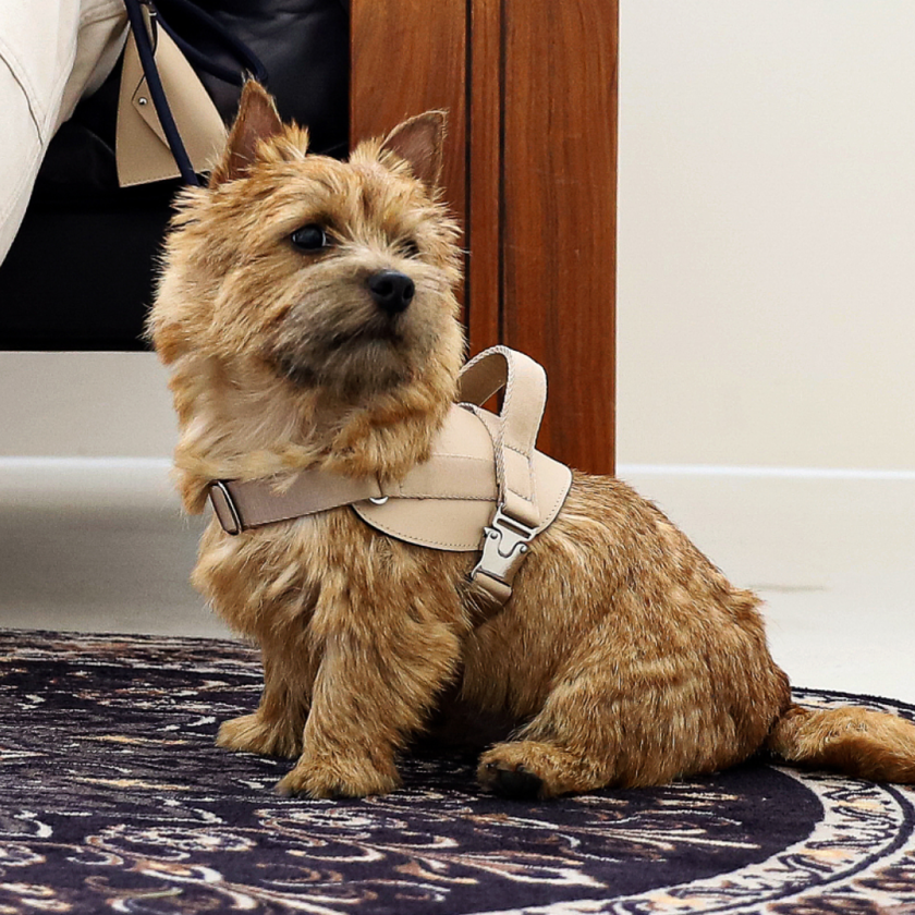 호지 새들 하네스 강아지 산책 가슴줄 소형견 중형견 대형견 하네스 몸줄 반려견 강아지용품