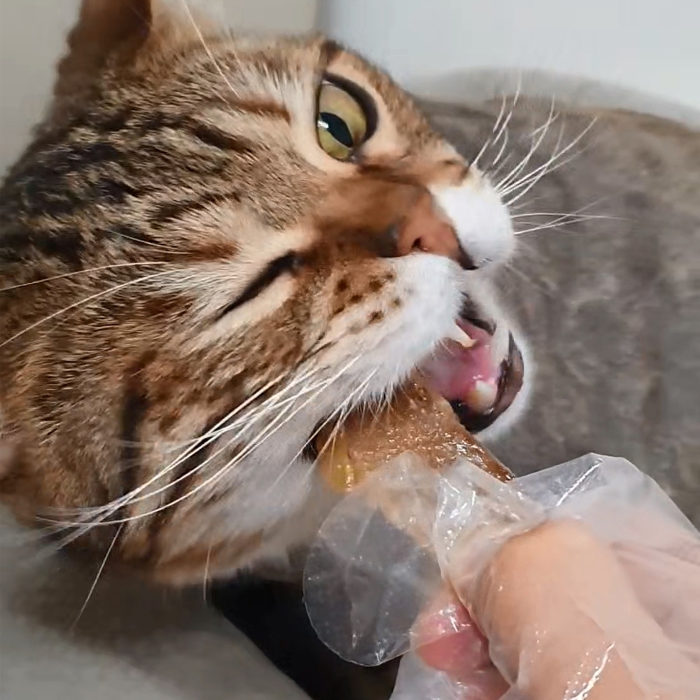 동해형씨 레토르트 원물건조 연어 28g 외 9종 국산 고급 보양식