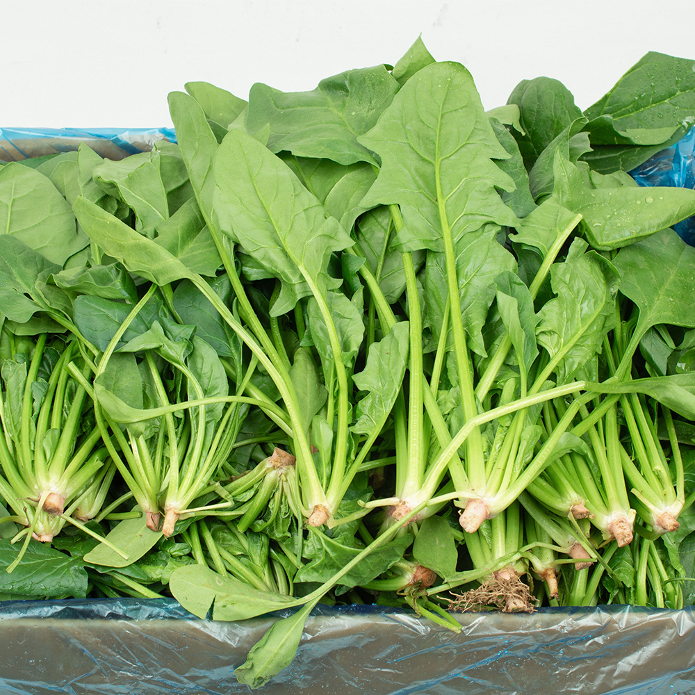 시금치 국내산 햇 제철 국거리 나물 2kg, 1개 - 상세 이미지 4