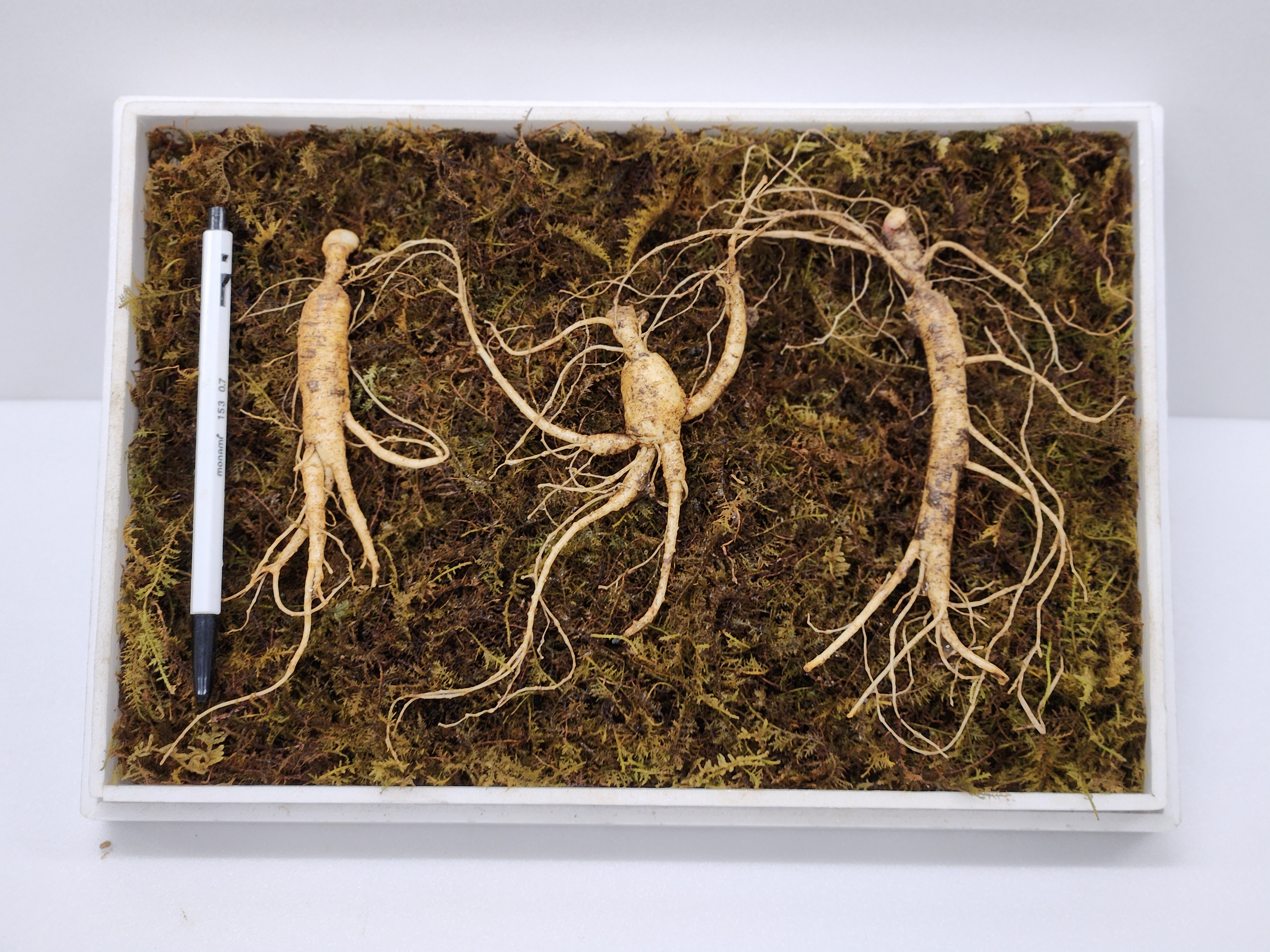 산양삼 장뇌삼 못난이 선물세트 산지직송 선물용 프리미엄 산삼 파삼 산양산삼 선물 자연산 이미지 2