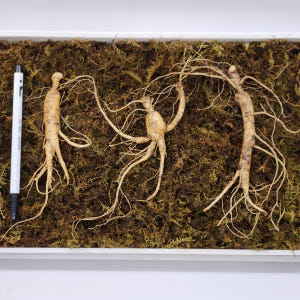 산양삼 장뇌삼 못난이 선물세트 산지직송 선물용 프리미엄 산삼 파삼 산양산... 맛있게 먹은 솔직 후기 - 상품 이미지 2