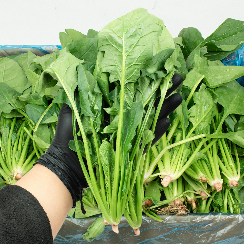 시금치 국내산 햇 제철 국거리 나물 2kg, 1개 - 상세 이미지 5