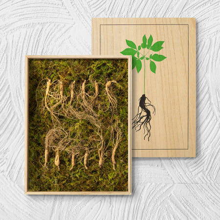 강원도 청정 산골 토종 산양삼 한정판 몸보신 에디션 귀한 선물세트 5-6년근 12뿌리