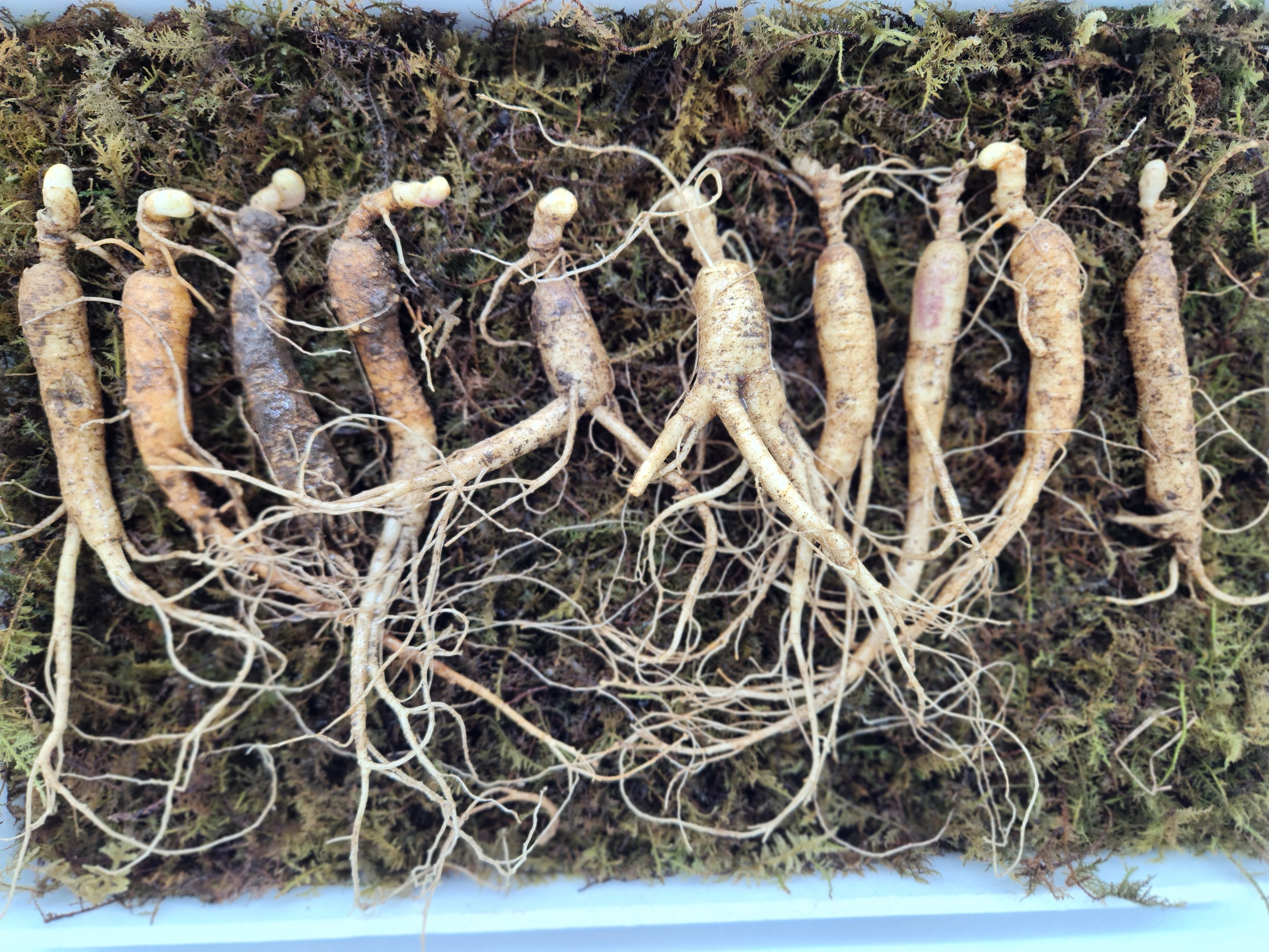 산양삼 장뇌삼 못난이 선물세트 산지직송 선물용 프리미엄 산삼 파삼 산양산삼 선물 자연산 이미지 4