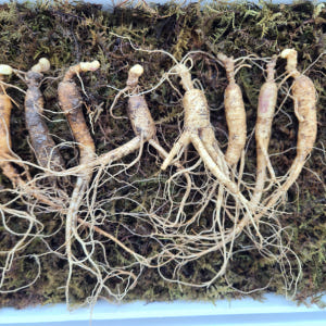 산양삼 장뇌삼 못난이 선물세트 산지직송 선물용 프리미엄 산삼 파삼 산양산... 맛있게 먹은 솔직 후기 - 상품 이미지 4