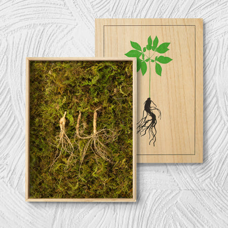 강원도 청정 산골 토종 산양삼 한정판 몸보신 에디션 귀한 선물세트 5-6년근 3뿌리