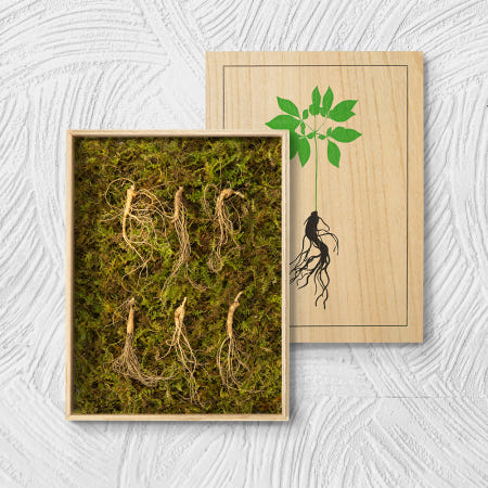 강원도 청정 산골 토종 산양삼 한정판 몸보신 에디션 귀한 선물세트 5-6년근 6뿌리