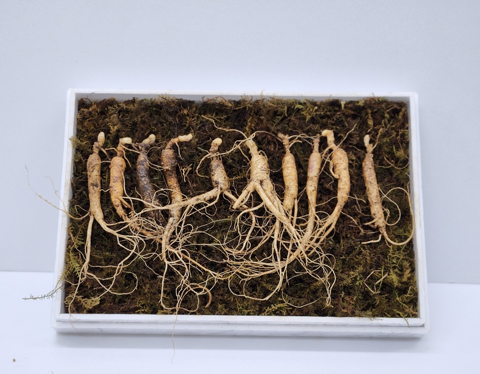 산양삼 장뇌삼 못난이 선물세트 산지직송 선물용 프리미엄 산삼 파삼 산양산... 맛있게 먹은 솔직 후기 - 대표 이미지