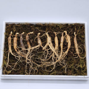 산양삼 장뇌삼 못난이 선물세트 산지직송 선물용 프리미엄 산삼 파삼 산양산... 맛있게 먹은 솔직 후기 - 상품 이미지 1