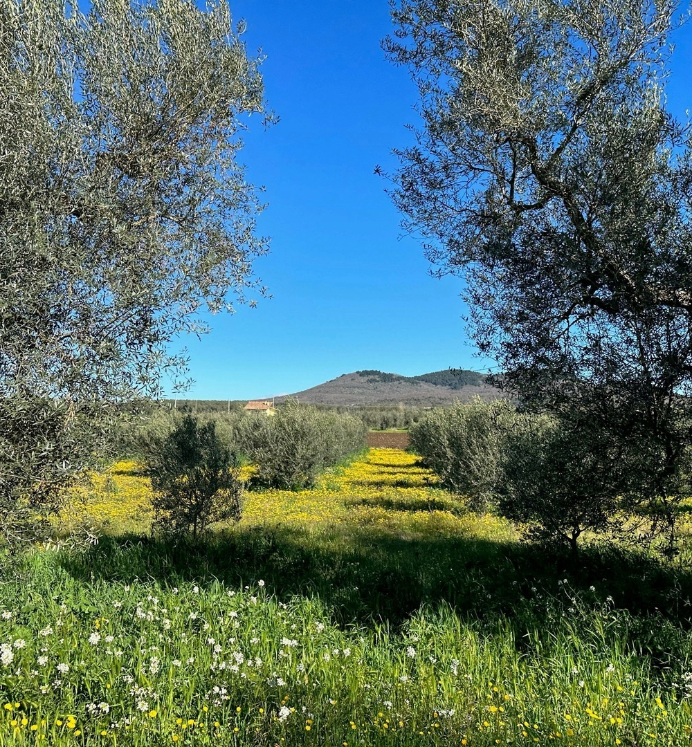 [필리 선물세트] 이탈리아 필리 유기농 엑스트라버진 냉압착올리브오일 500ml 2병 - 상세 이미지 5