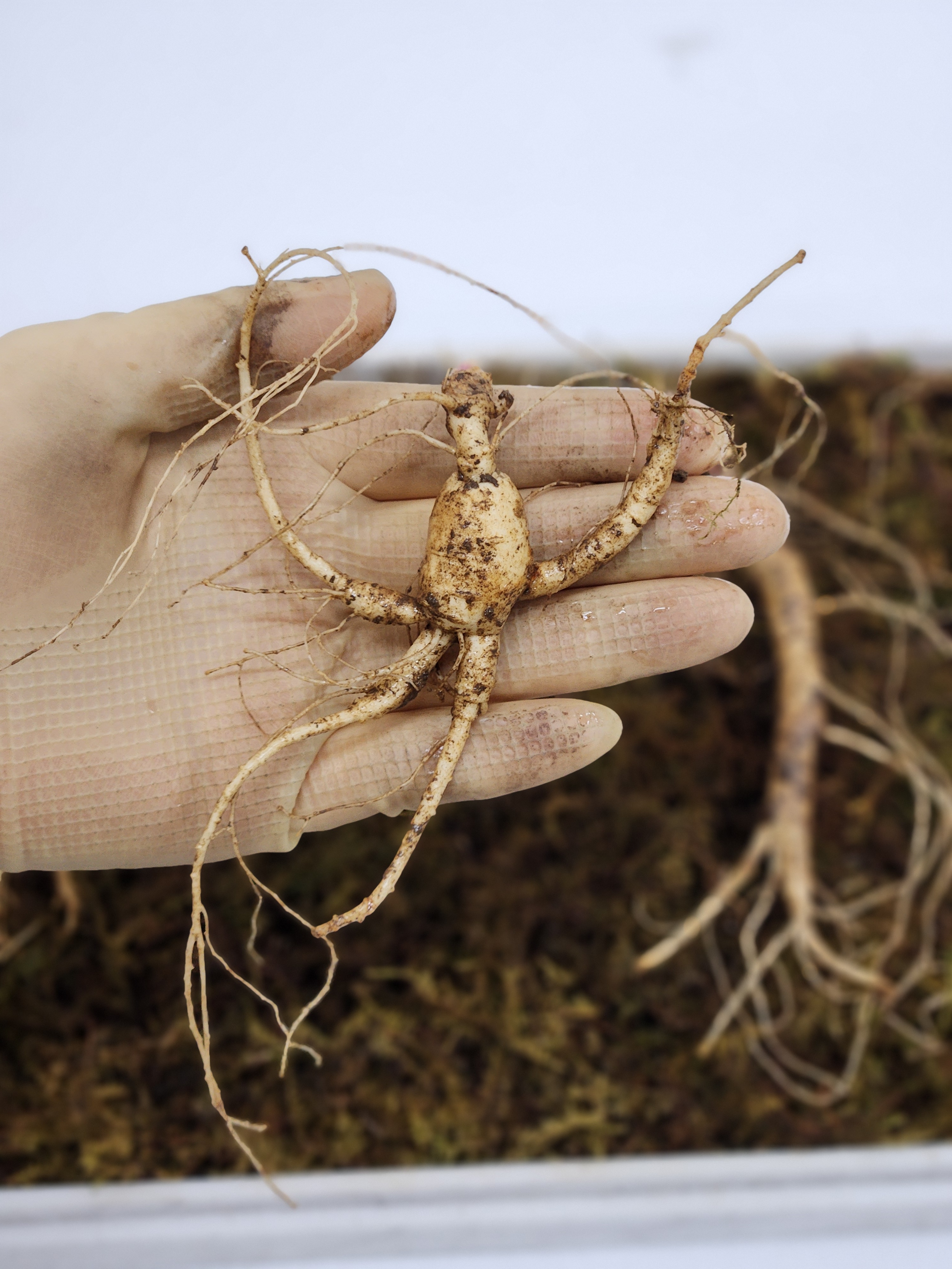 산양삼 장뇌삼 못난이 선물세트 산지직송 선물용 프리미엄 산삼 파삼 산양산삼 선물 자연산 이미지 3