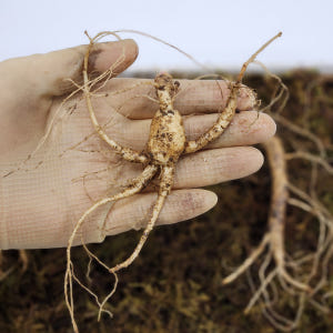 산양삼 장뇌삼 못난이 선물세트 산지직송 선물용 프리미엄 산삼 파삼 산양산... 맛있게 먹은 솔직 후기 - 상품 이미지 3