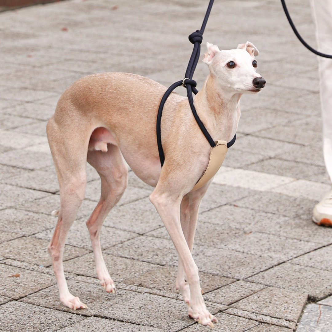 호지 올인원 강아지 일체형 로프 하네스 S 반려동물 반려견 가슴줄 소형견 중형견 대형견