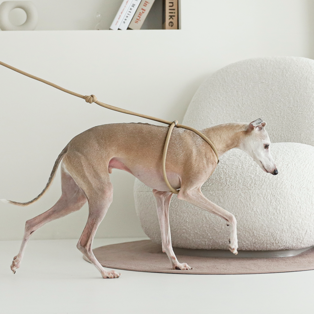 호지 올인원 강아지 일체형 로프 하네스 S 반려동물 반려견 가슴줄 소형견 중형견 대형견