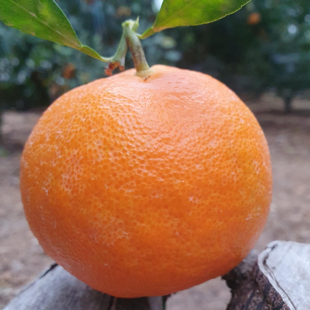 제주 레드향 가정용 고당도 선물세트 3kg 5kg - 상세 이미지 5