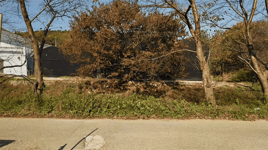 서양란 서양난 영전 승진 취임 개업화분 호접란 만천홍 축하난 고급 식물선물 공기정화 전시회 - 상세 이미지 4
