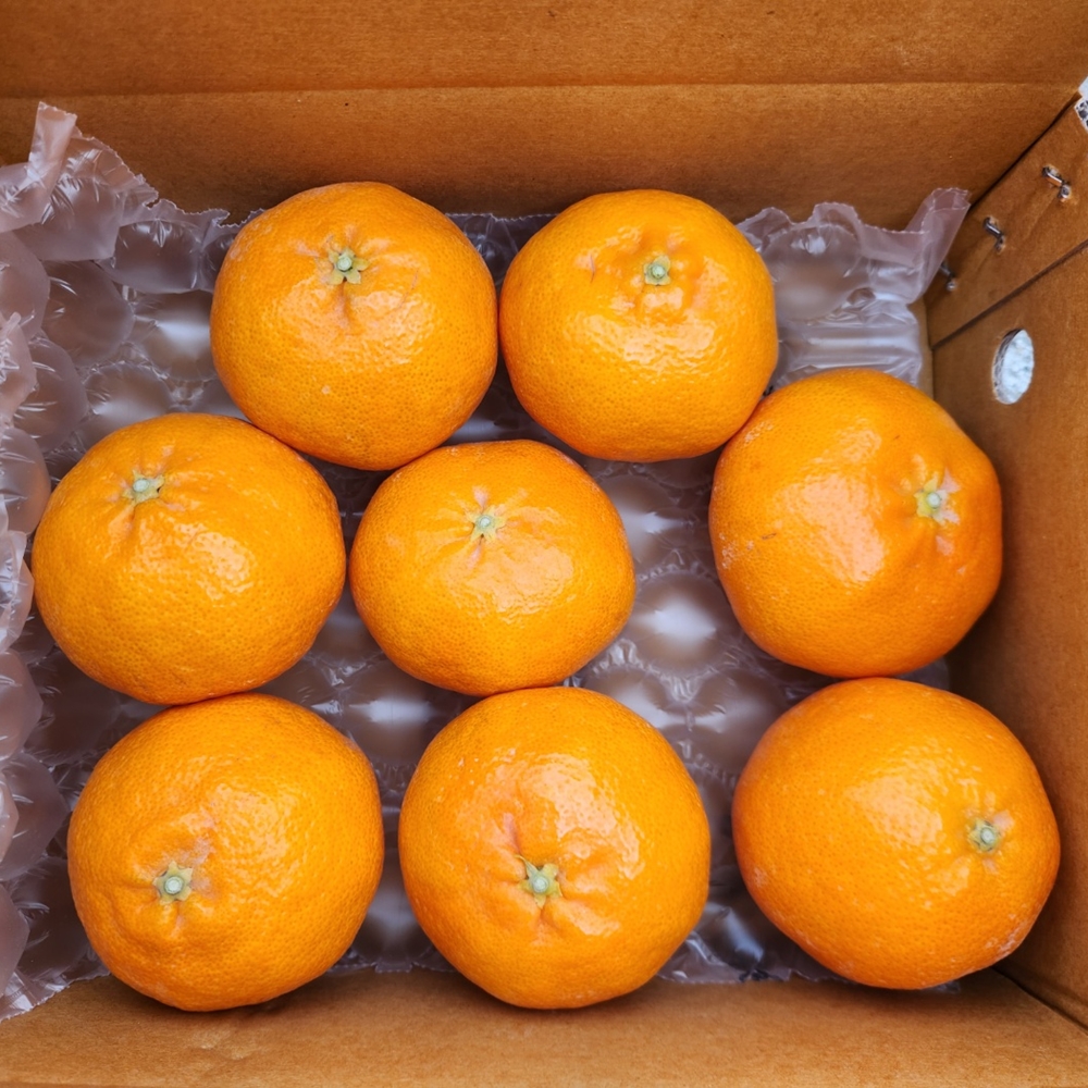 제주 레드향 가정용 고당도 선물세트 3kg 5kg 이미지 6