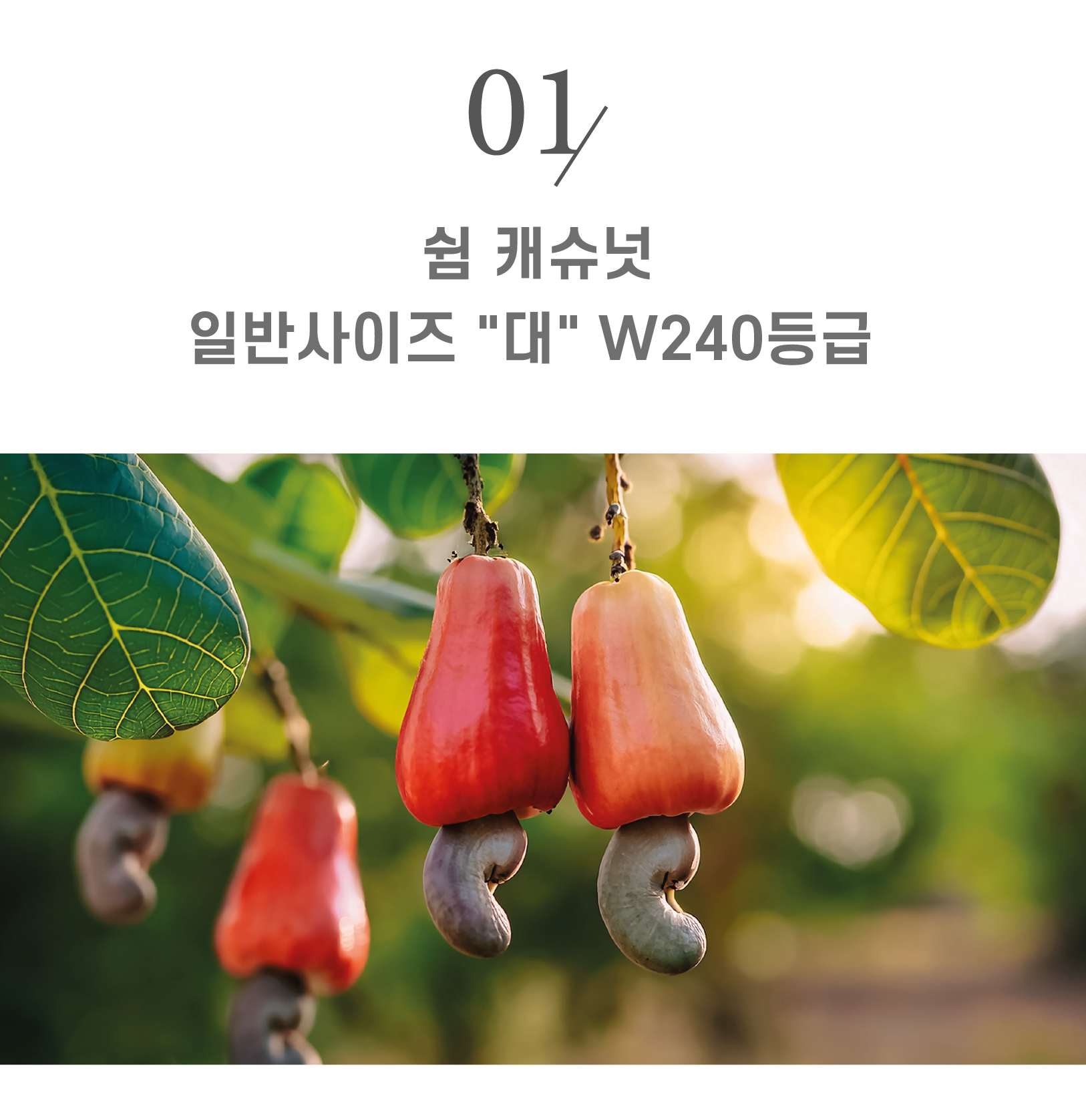 [옥스옥스] 프리미엄 구운 캐슈넛 500g (고소한 건강간식) - 상세 이미지 5