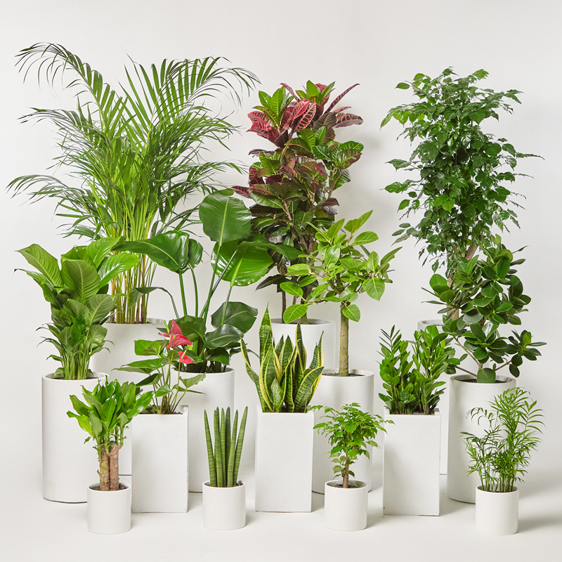 금전수 돈나무 개업화분 선물 공기정화식물 집들이 거실 사무실 축하 감사인사 전국당일 꽃배달 대표 이미지