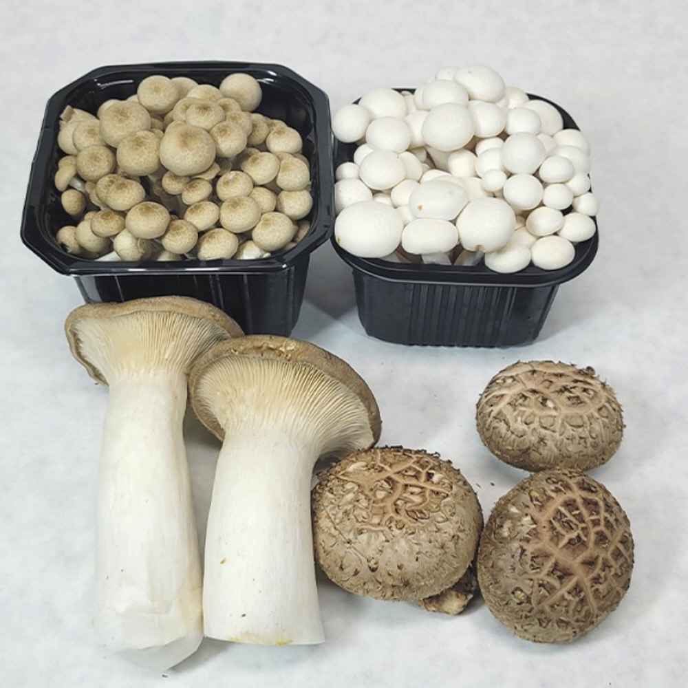 생표고버섯 생목이 만가닥 새송이 효능 4종 선물세트 1.5kg - 상세 이미지 4