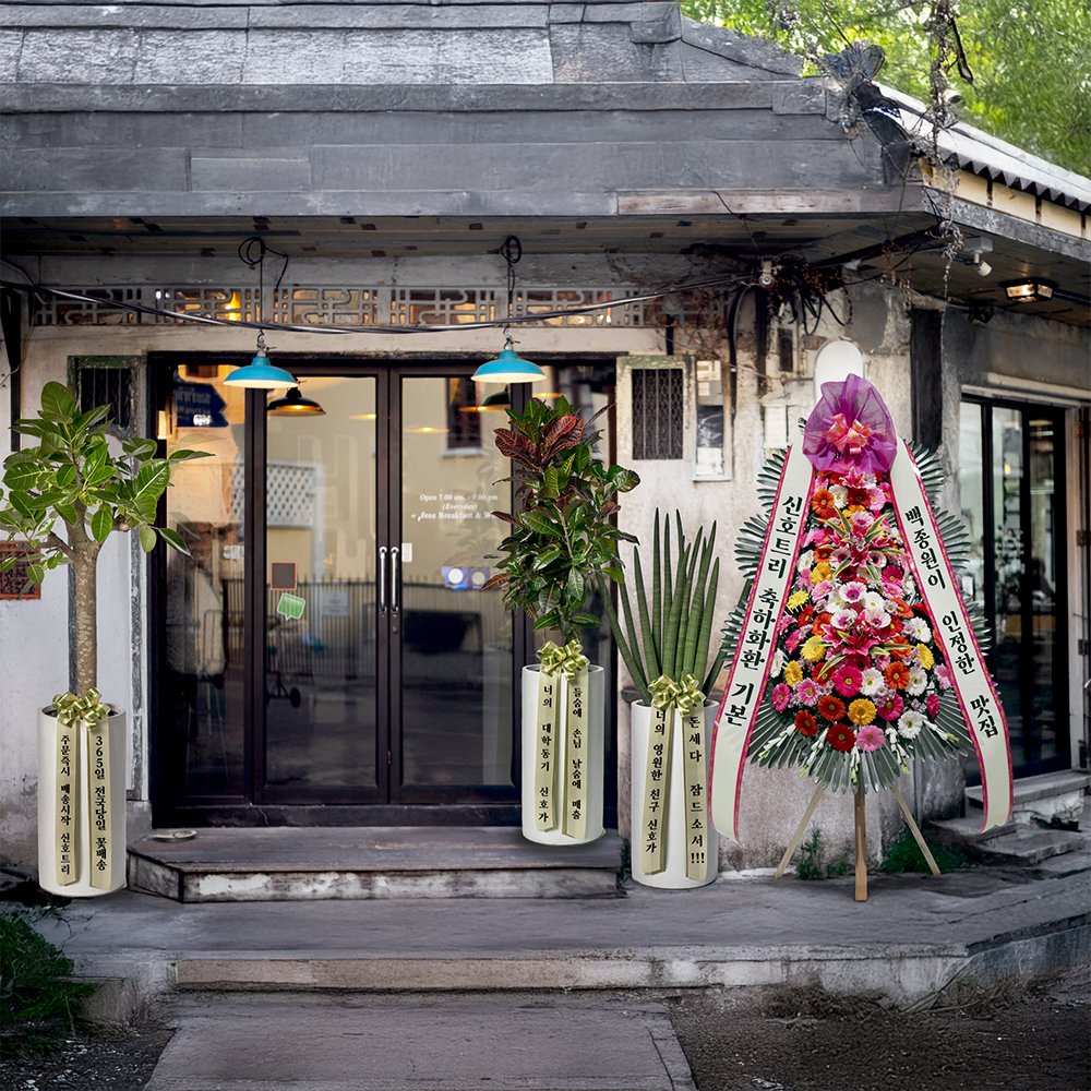 금전수 돈나무 개업화분 선물 공기정화식물 집들이 거실 사무실 축하 감사인사 전국당일 꽃배달 상세 이미지 4